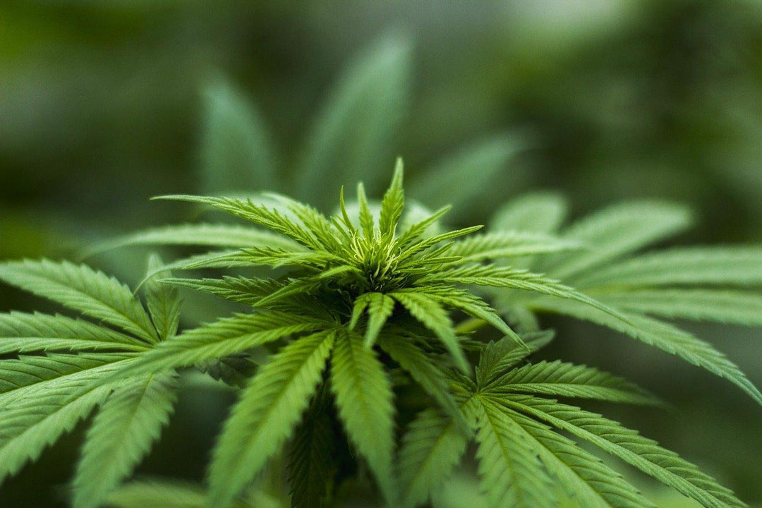 Did you know? Hemp has antibacterial qualities and fights odour