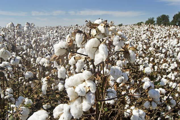 Did you know? Cotton production engages 100 million rural households in developing countries.-PIRKANI