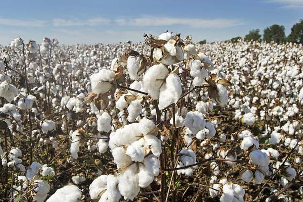 Did you know? Cotton production engages 100 million rural households in developing countries.